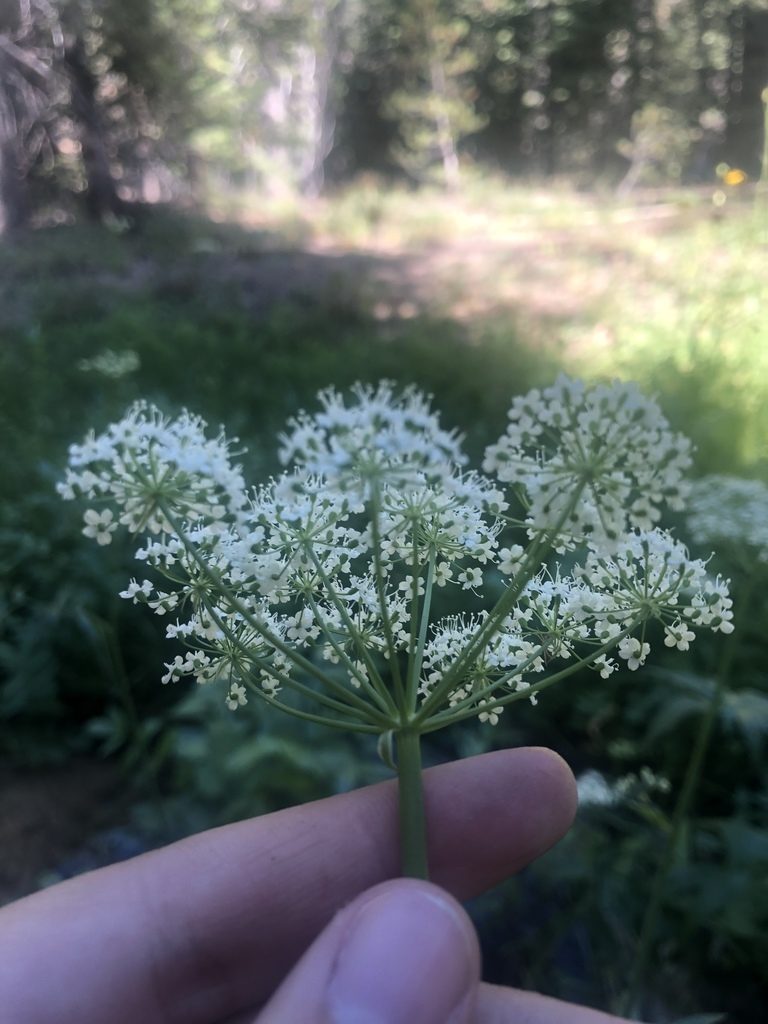 Oxypolis occidentalis, photographed by Nina House