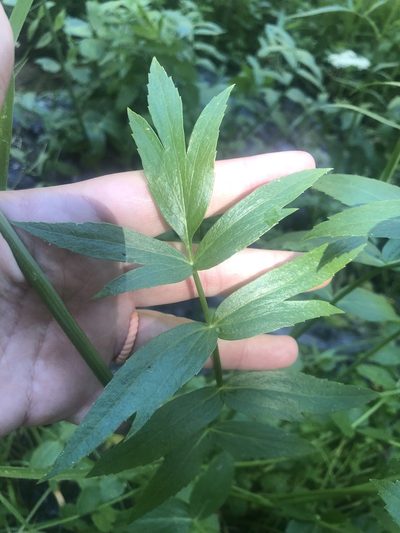 Oxypolis occidentalis, photographed by Nina House