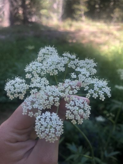Oxypolis occidentalis, photographed by Nina House