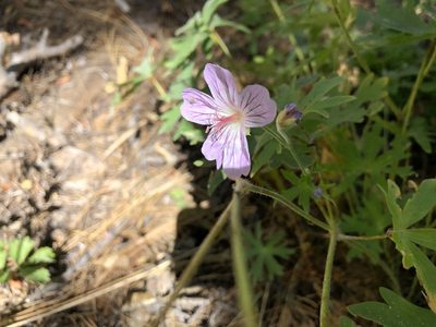 Geranium californicum, photographed by Nina House