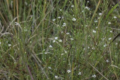Symphyotrichum depauperatum, photographed by Craig Martin