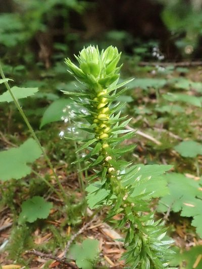 Huperzia occidentalis, photographed by Nolan Exe
