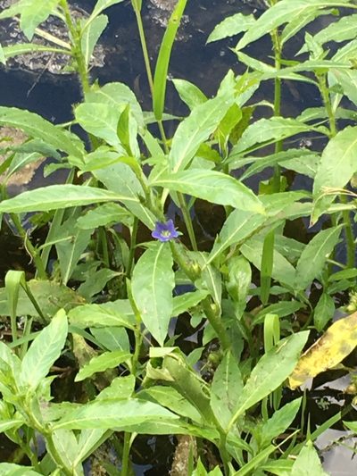 Hydrolea quadrivalvis, photographed by Becky Dill