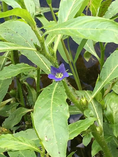 Hydrolea quadrivalvis, photographed by Becky Dill
