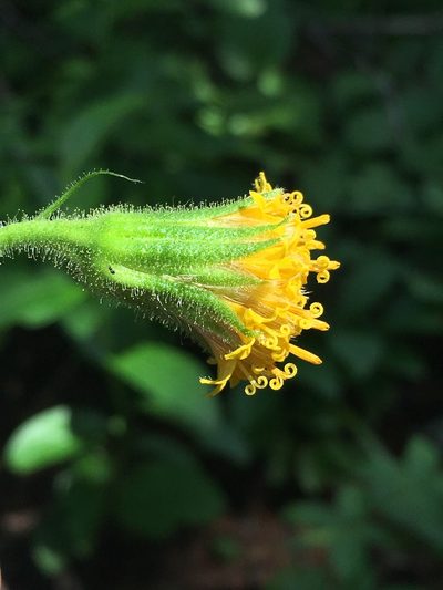 Arnica parryi, photographed by Matt Berger