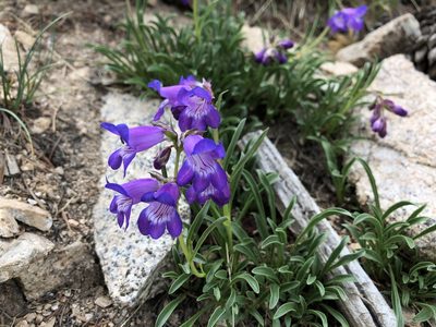 Penstemon hallii, photographed by Parker Hopkins