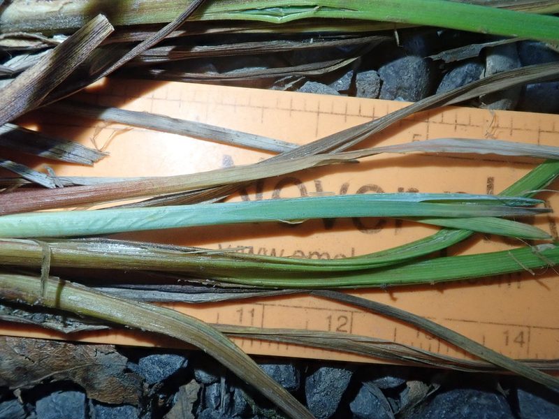 Carex interrupta, photographed by Nolan Exe