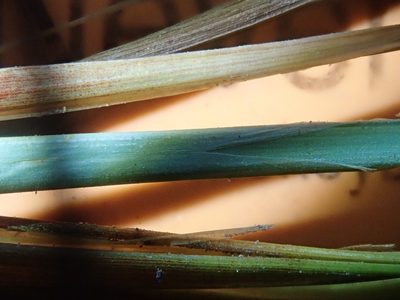 Carex interrupta, photographed by Nolan Exe