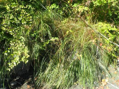 Carex interrupta, photographed by Nolan Exe