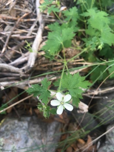 Geranium wislizeni, photographed by weaver