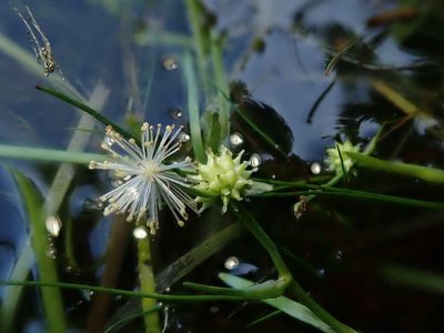 Sparganium natans, photographed by Nolan Exe