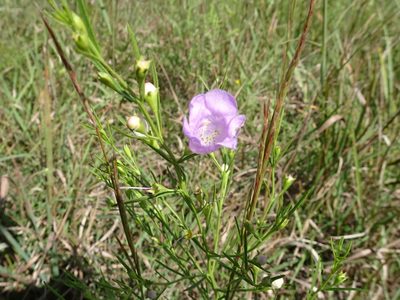 Agalinis aspera, photographed by Thomas Koffel