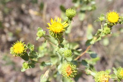 Grindelia subalpina, photographed by Scott Loarie
