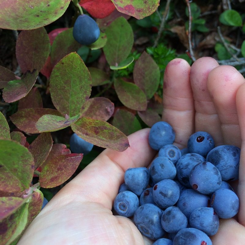 Vaccinium deliciosum, photographed by Mica Low