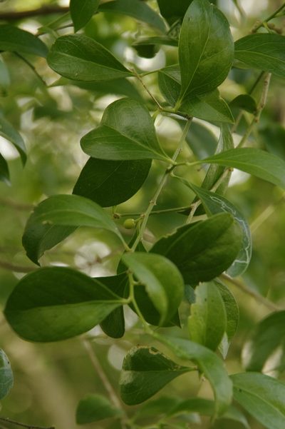 Schaefferia frutescens, photographed by Eric Knight