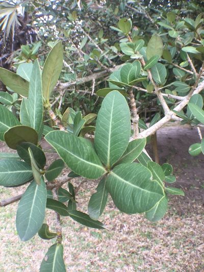 Garcinia livingstonei, photographed by Mike Musgrave