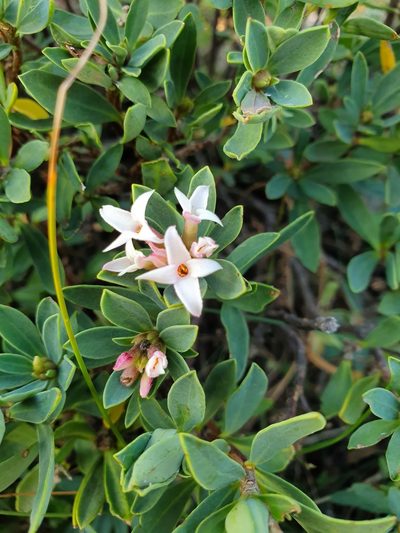 Daphne oleoides, photographed by Michael D. Pirie