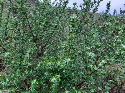Cliffortia cuneata, photographed by Chris Vynbos
