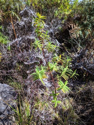 Hypericum lanceolatum, photographed by Pieter Huybrechts