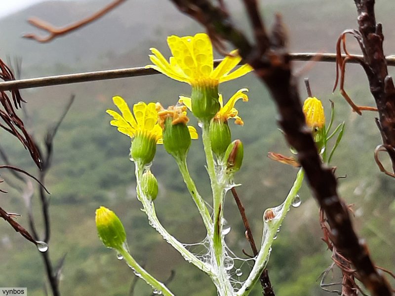 Oresbia heterocarpa, photographed by Chris Vynbos