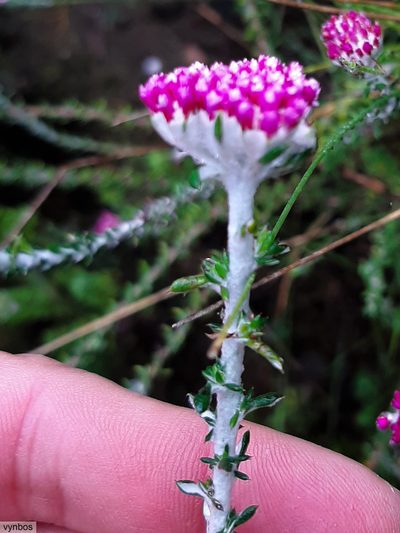 Metalasia cephalotes, photographed by Chris Vynbos