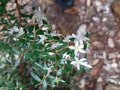 Agathosma crenulata, photographed by Chris Vynbos