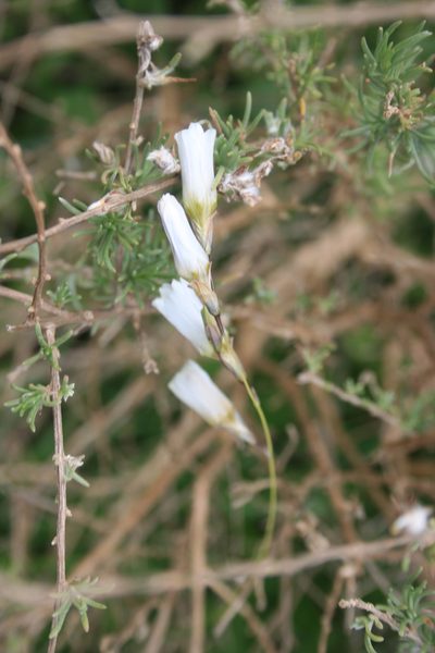 Ixia capillaris, photographed by Jacques van der Merwe