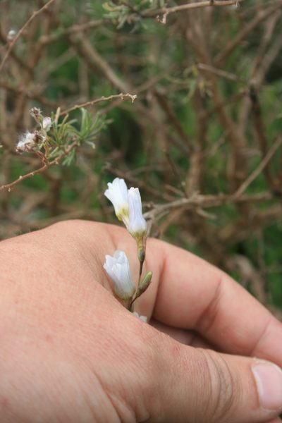 Ixia capillaris, photographed by Jacques van der Merwe