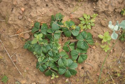 Oxalis strigosa, photographed by Jacques van der Merwe