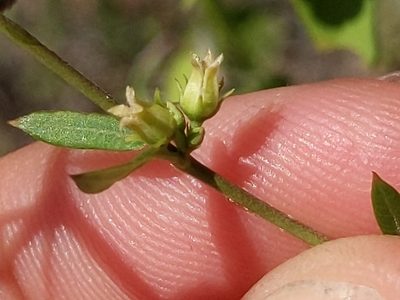 Metastelma arizonicum, photographed by Ken-ichi Ueda