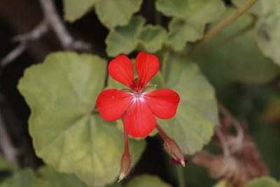 Pelargonium inquinans, photographed by Karen Eichholz
