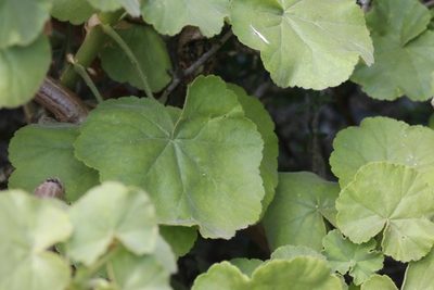 Pelargonium inquinans, photographed by Karen Eichholz