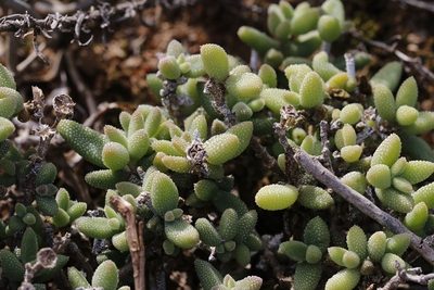 Delosperma echinatum, photographed by Karen Eichholz