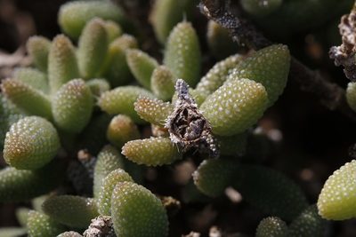 Delosperma echinatum, photographed by Karen Eichholz
