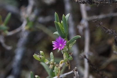 Delosperma cloeteae, photographed by Karen Eichholz