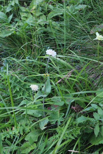 Knautia involucrata, photographed by Dmitriy Bochkov