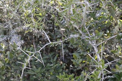 Gymnosporia polyacantha, photographed by Karen Eichholz