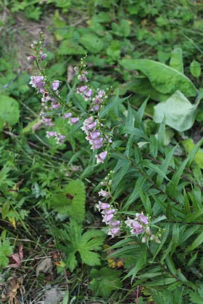 Digitalis ciliata, photographed by Dmitriy Bochkov