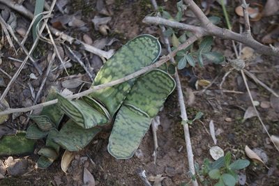 Gasteria bicolor, photographed by Karen Eichholz