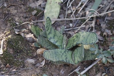 Gasteria bicolor, photographed by Karen Eichholz