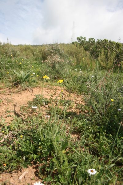 Senecio erosus, photographed by Jacques van der Merwe