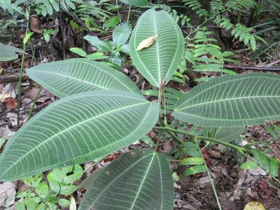 Miconia calvescens, photographed by nick_goldwater