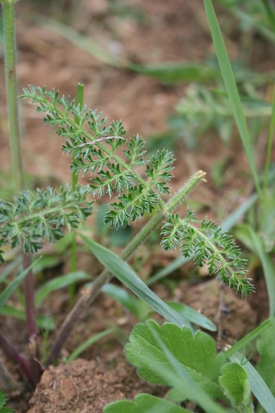 Cynorhiza meifolia, photographed by Jacques van der Merwe