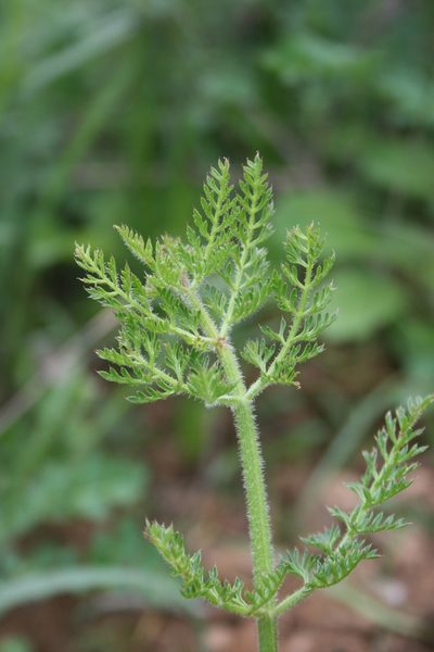 Cynorhiza meifolia, photographed by Jacques van der Merwe