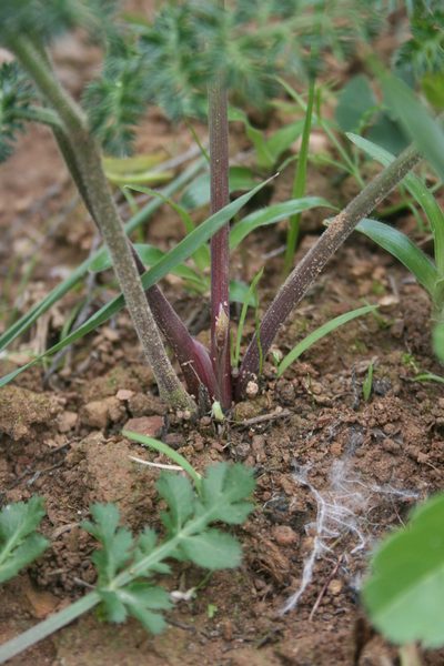 Cynorhiza meifolia, photographed by Jacques van der Merwe