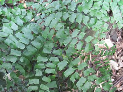 Adiantum trapeziforme, photographed by nick_goldwater