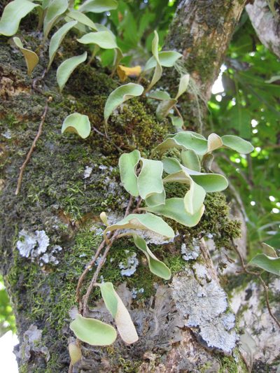 Pyrrosia serpens, photographed by nick_goldwater