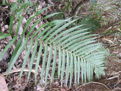 Amblovenatum opulentum, photographed by nick_goldwater