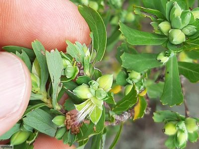 Cliffortia cuneata, photographed by Chris Vynbos