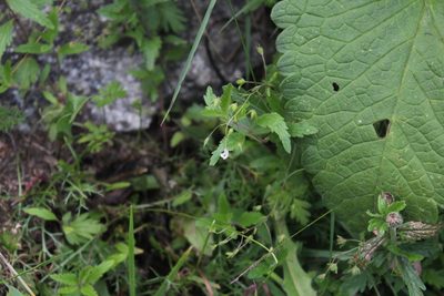 Veronica peduncularis, photographed by Dmitriy Bochkov